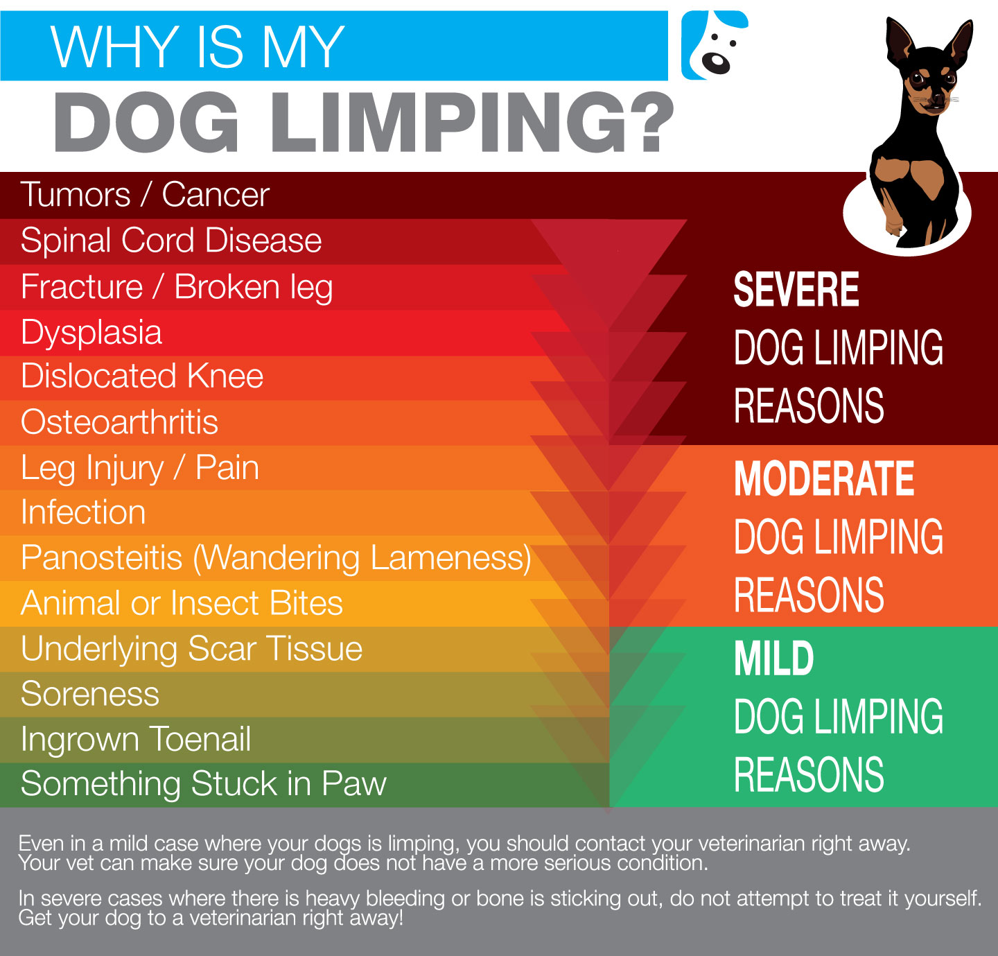 Why Is My Dogs Front Paw Limping