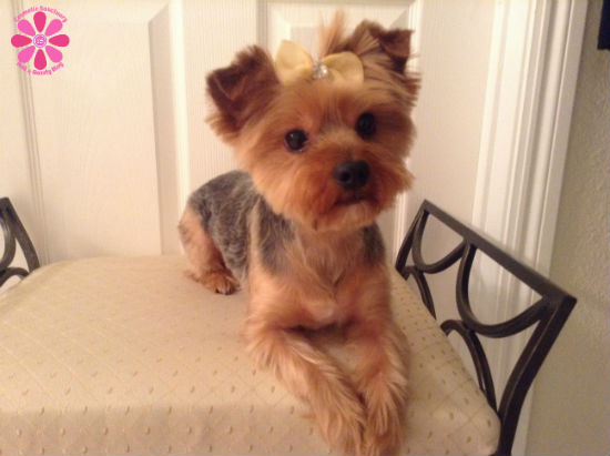 are yorkies hyper hi pet spa shoo mud cleanser review cosmetic sanctuary are yorkies hyper hi pet spa shoo mud cleanser review cosmetic sanctuary