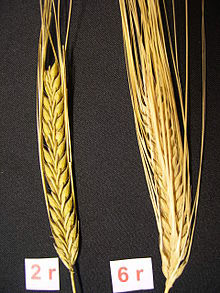 Specialty Grains 2 Row Barley vs 6 Row Barley
