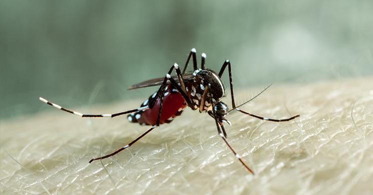 দেশে আরও ৩২ ডেঙ্গু রোগী হাসপাতালে