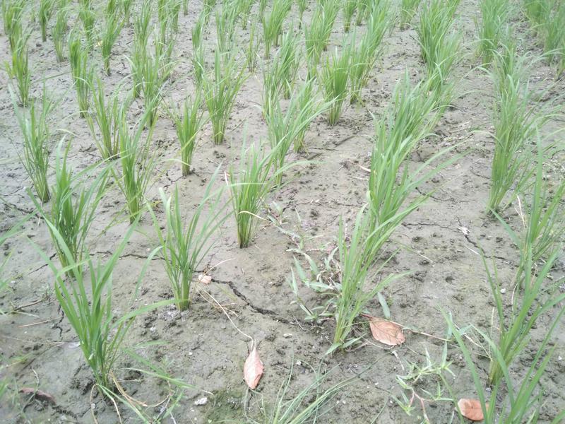 ছবি: খালিদ হাসান