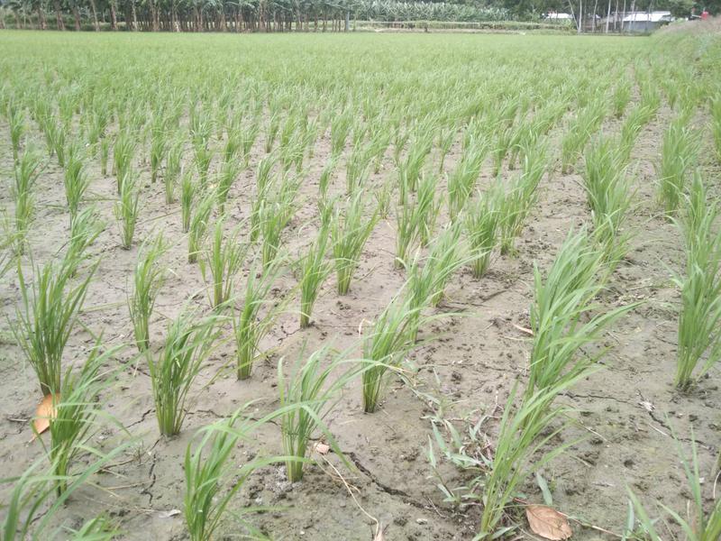 ছবি: খালিদ হাসান