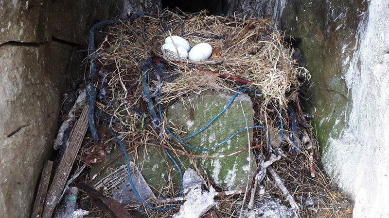 পাখিরা প্লাস্টিকের ফাইবার এবং অন্যান্য আবর্জনা সংগ্রহ করে এবং তাদের বাসা বানায়; ছবি: বিবিসি