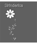 index sirinderica index