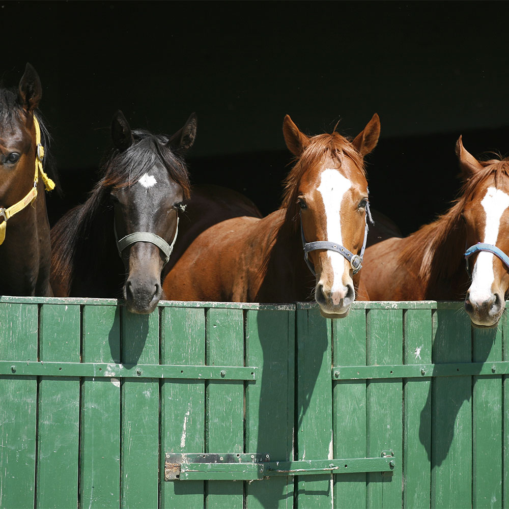 Horse Stable 1