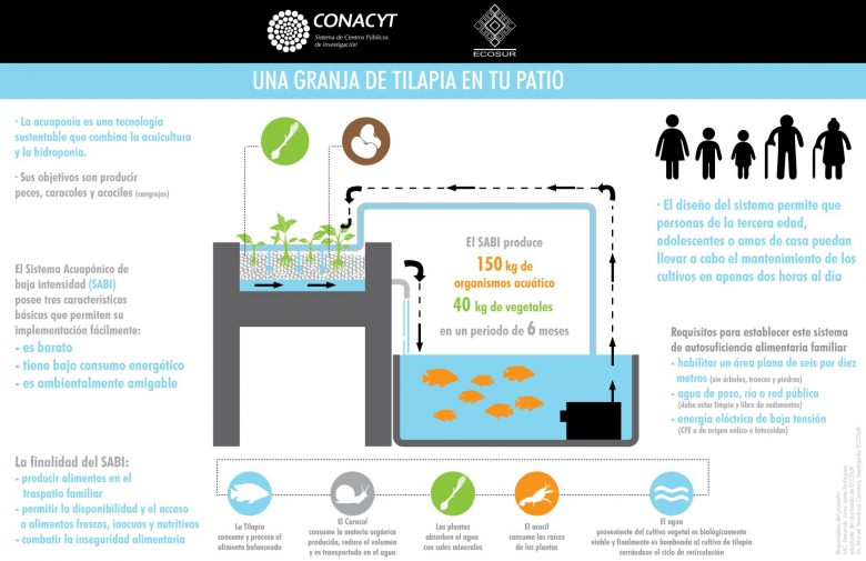 Una granja de tilapia en tu patio