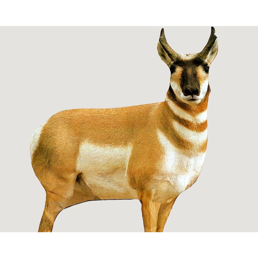 Thumbnail for Image 3