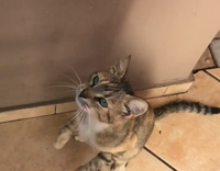 gray cat trying to catch food in slow motion 