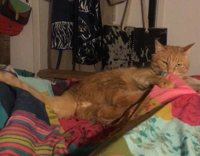 man tries to touch orange cat butt