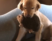 Brown dog sitting on couch gets interrogated for destroying hedgehog toy