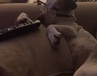 studious dog with glasses watches tv