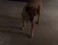 music brown dog catching treats in different rooms 