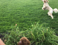 Brown dog steals blue frisbee from tan dog playing catch 