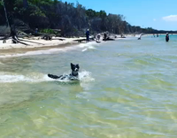 black and white dog jumps and swims in ocean