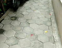 MUSIC black dog walking around alley