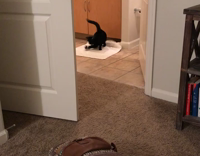 black cat chasing ball around room