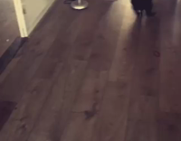 Black Cat Plays With Ball of Paper on Wood Floor Below Table