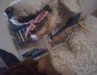 white dog does not like finger in mouth