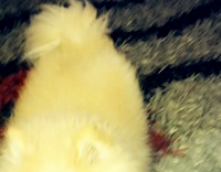 Pomeranian Tries to Hop on Tan Couch Zebra Snap Chat Filter