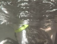 MUSIC Bunch of Dogs At Wood Bench Eat Hamburgers For Birthday