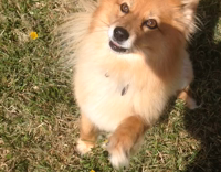 Small tan dog jumps at yellow flower 