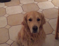 golden retriever eating treat in slow motion