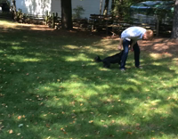 Black Dog Catches Frisbee In Grass Lawn Backyard