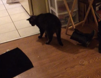 Black cat playing with green toy that makes cricket noises on wood floors