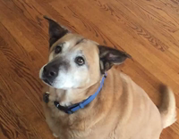 Brown dog misses orange treat toss hits face
