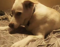 white dog on grey bed howls at top of lungs