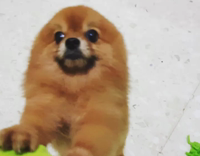 Orange Dog Puts Paws On Owner's Green Shorts