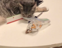 Grey cat sits on table near cigarettes 