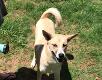 brown dog drinking water sprayed on it