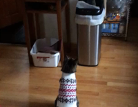 black cat in sweater stairs at automatic trash