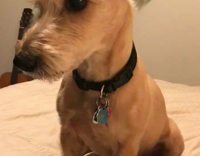 small tan dog lies on white duvet while song plays 