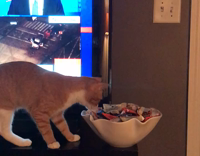 Orange Cat Steals From Bowl Of Candy In Front of TV
