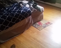 black pug dog lies on bed and gets up when owner comes 