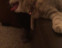 Grey Cat In Owner's Lap Sticks Tongue Out Weirdly