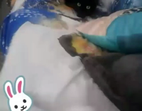 Cat on couch hides behind blue pillow 