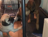 Brown dog walking on treadmill getting bothered by pug off of treadmill