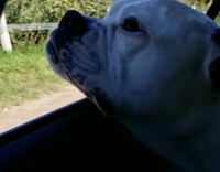 White dog with head outside window gums 