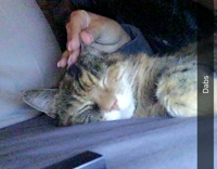 tan cat getting ear massaged from owner