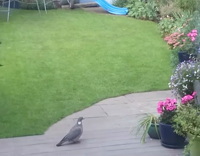 Grey Cat Chases After Pigeon In Backyard It Flies Into Window