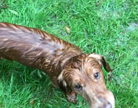 Red Wet Dog Shakes Water Off on Grass in Slowmotion