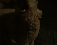 dog trying to bite air