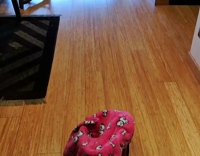 brown dog jumps on top of purse and sits on it