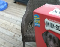 grey dog sniffing and eating box of treats 