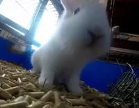Collab Pets_For_All - MUSIC White rabbit inside of cage