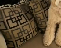 MUSIC white dog standing still in different spots 