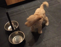 gold puppy shaking guys hand for food